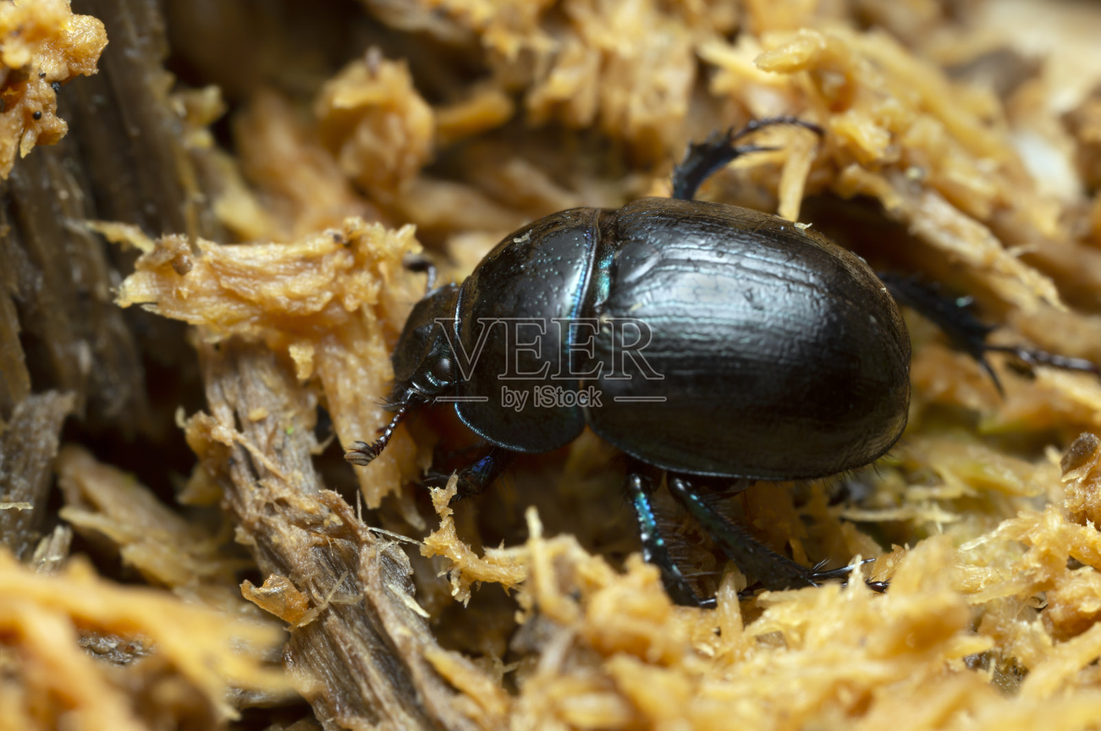 多角甲虫，木本土拔石照片摄影图片