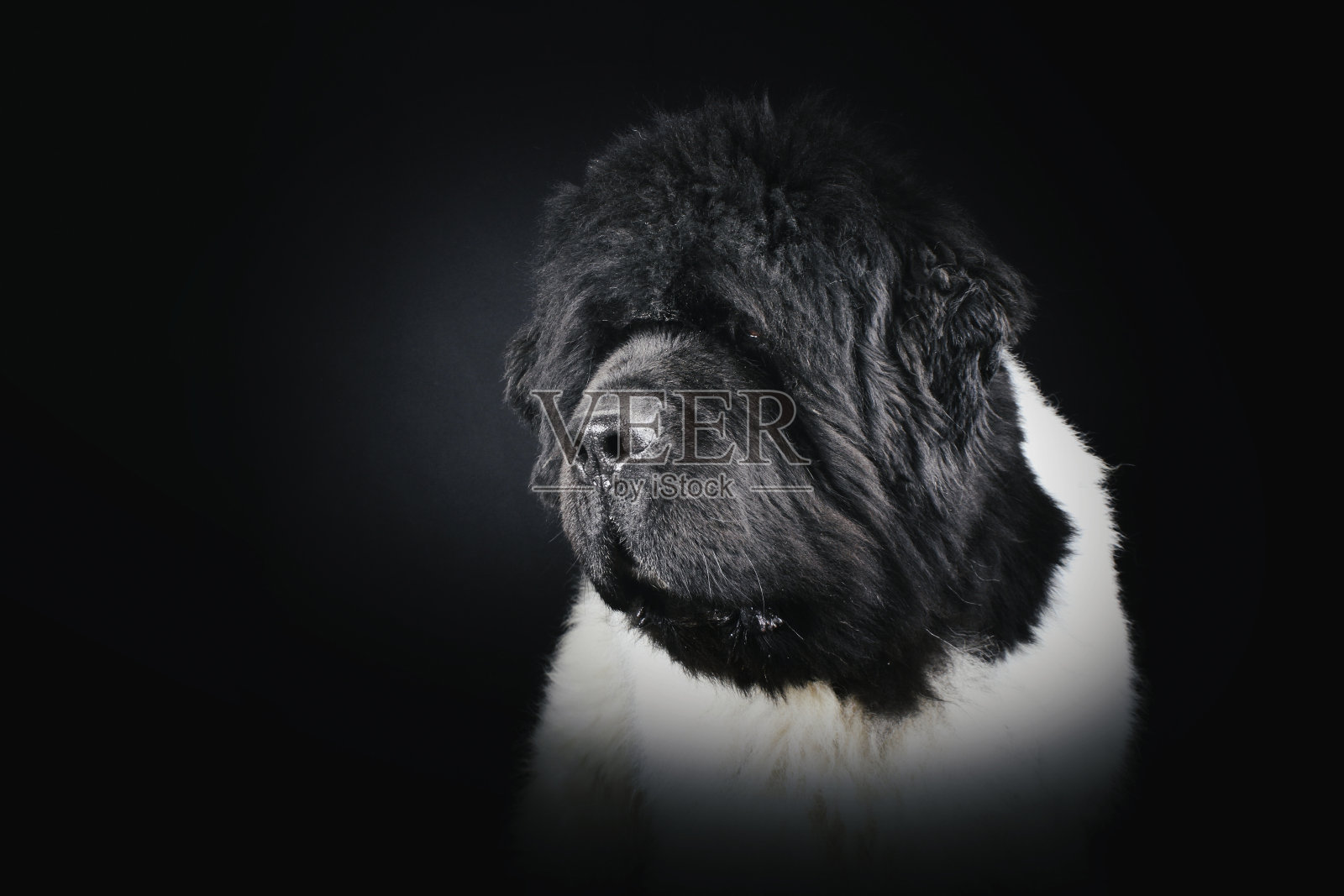 纽芬兰狗黑白相间照片摄影图片