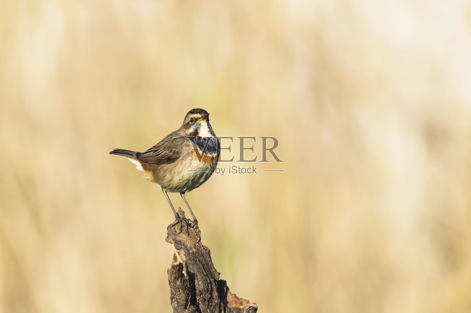 Blue-breasted罗宾。照片摄影图片