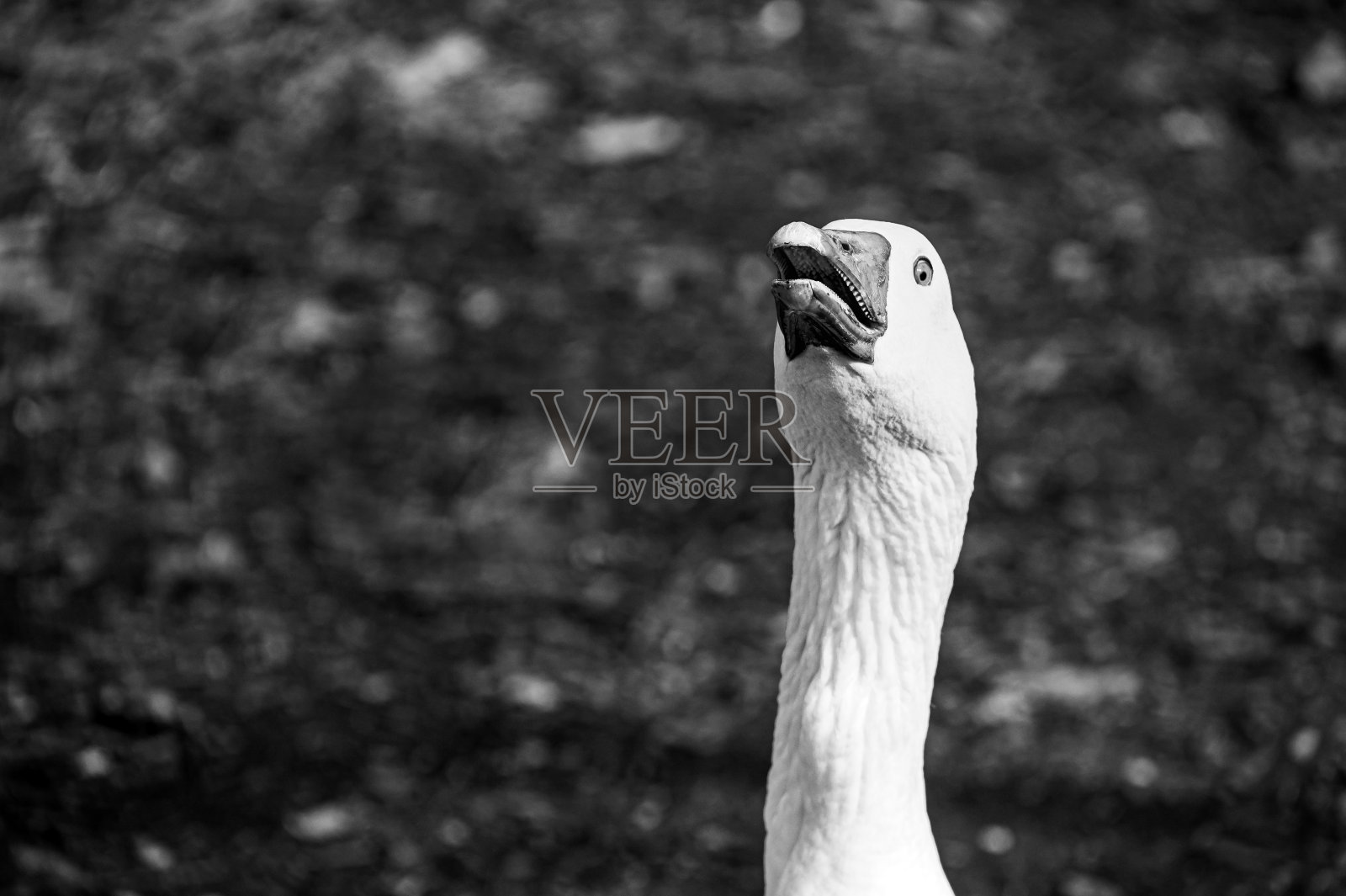 愤怒的，嘶嘶作响的白鹅照片摄影图片