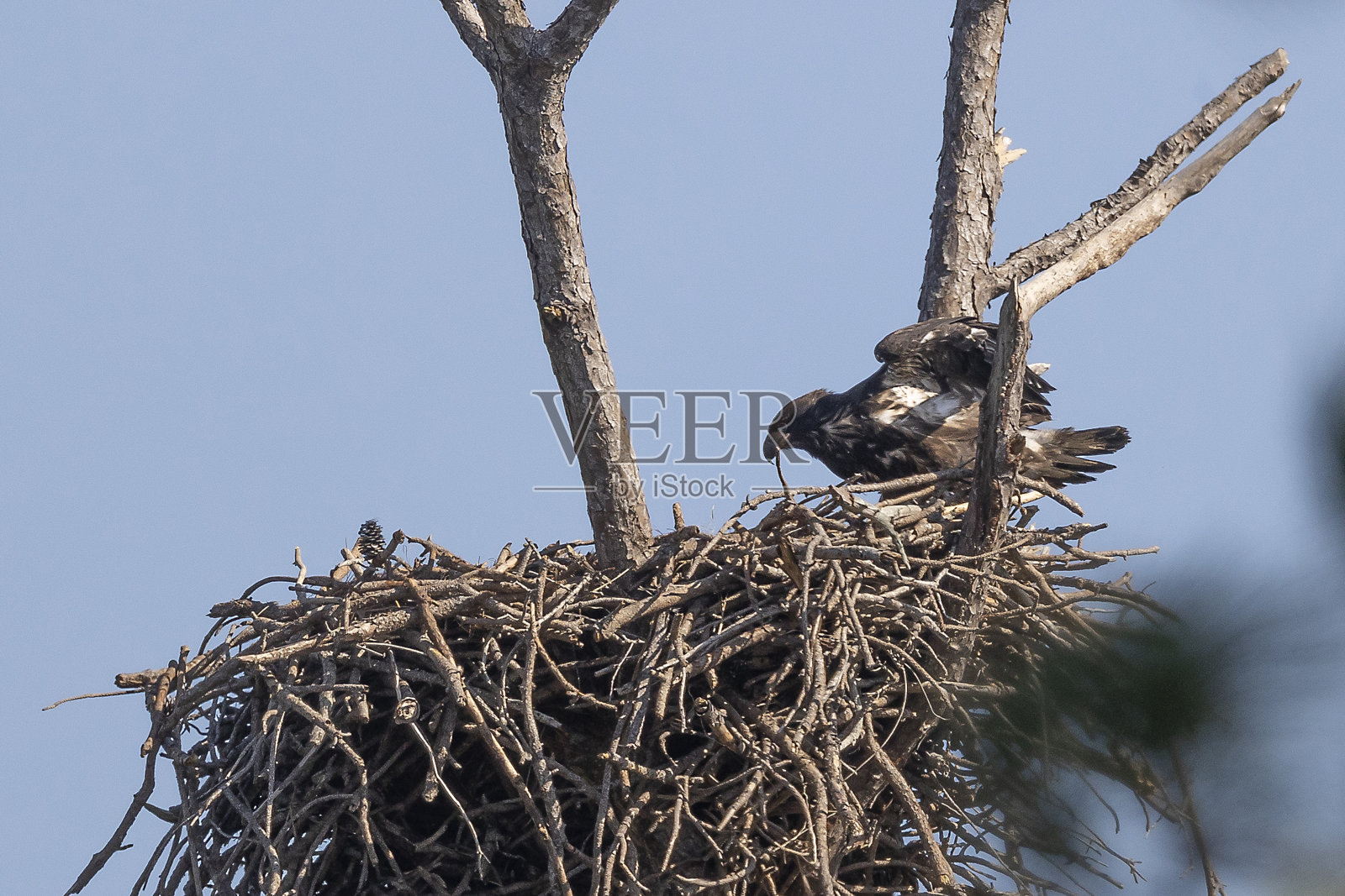 白头海雕照片摄影图片