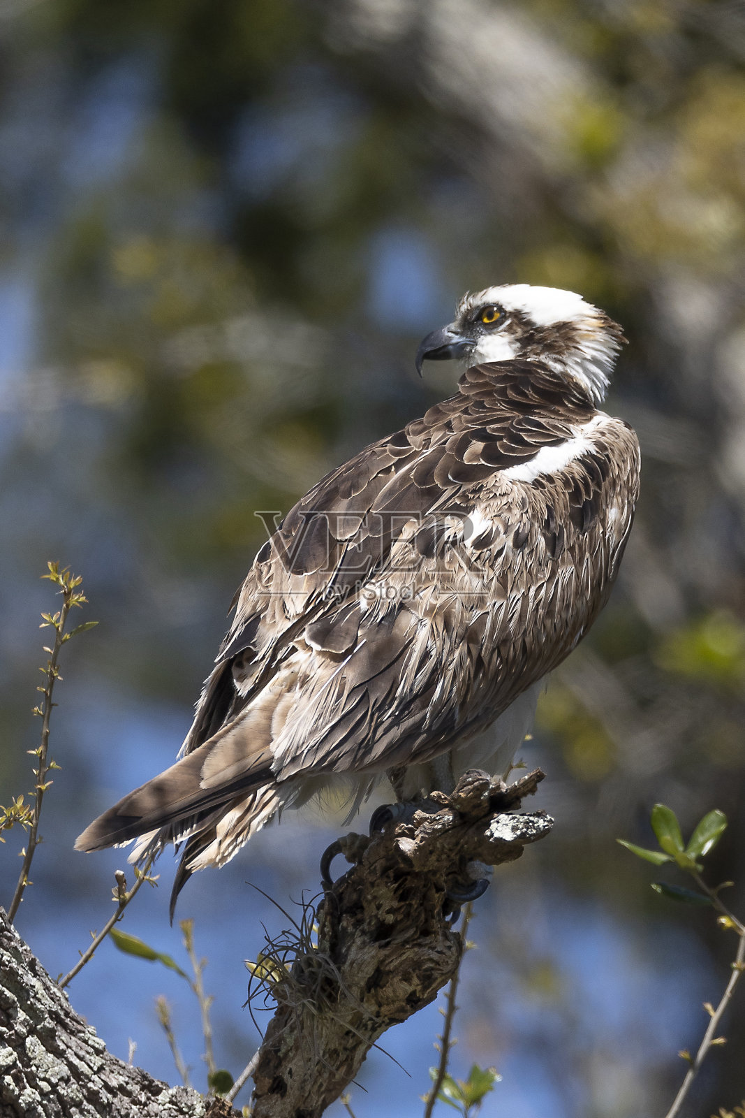 鱼鹰照片摄影图片