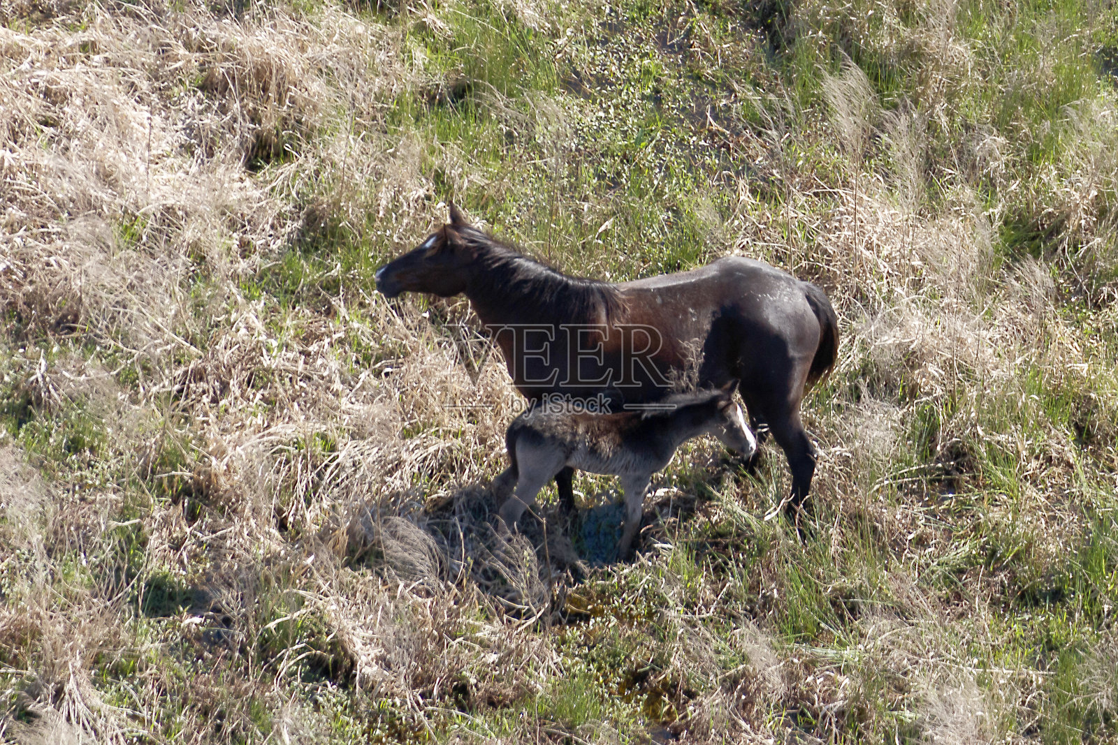 野马照片摄影图片
