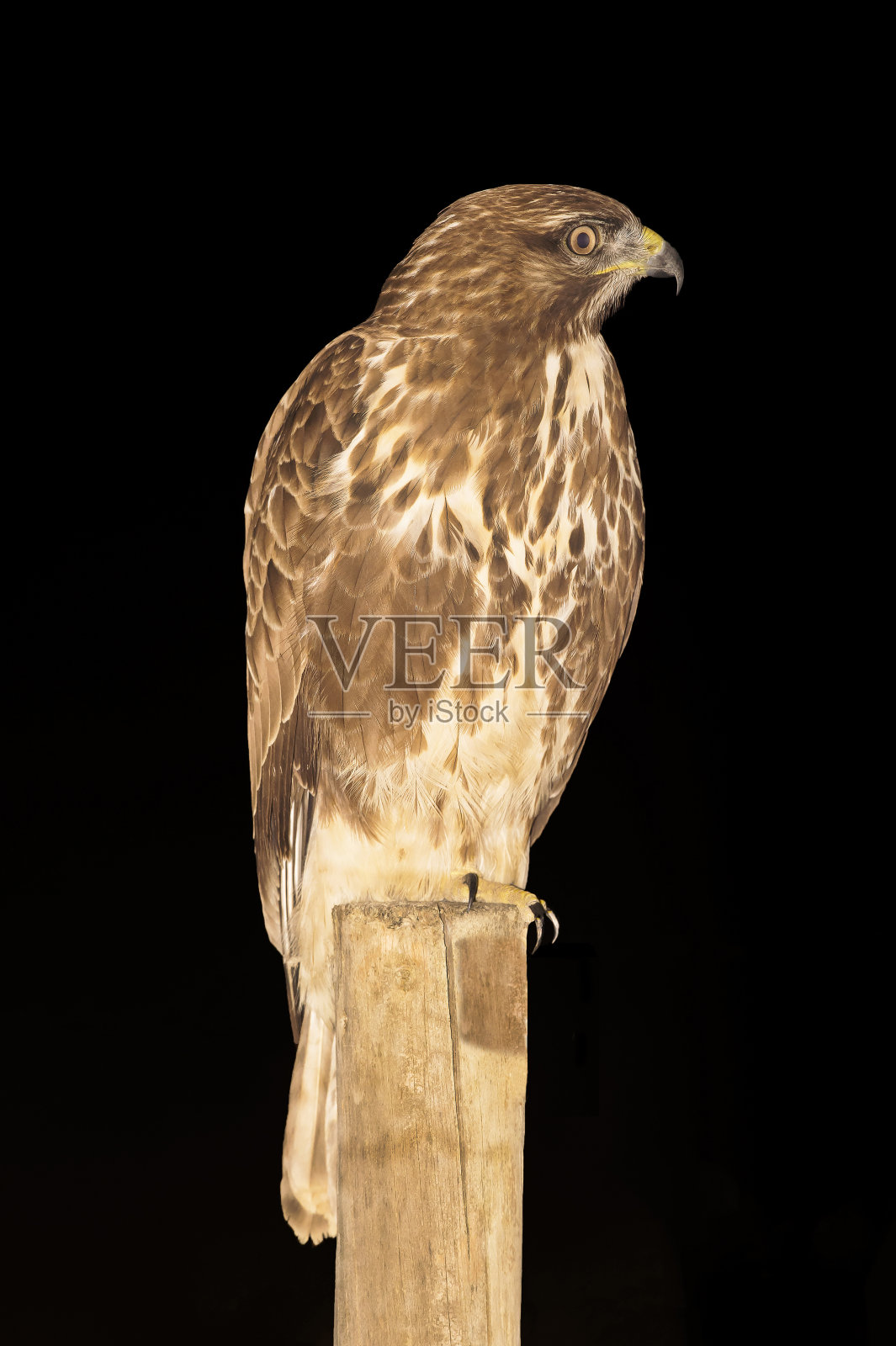 Round-winged鹰照片摄影图片