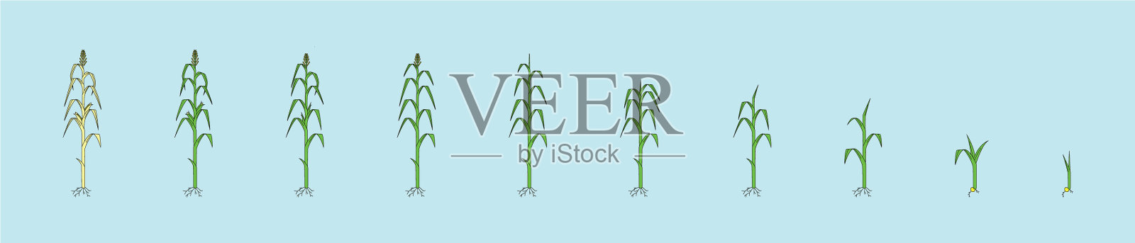 设置玉米秸秆卡通图标设计模板插画图片素材