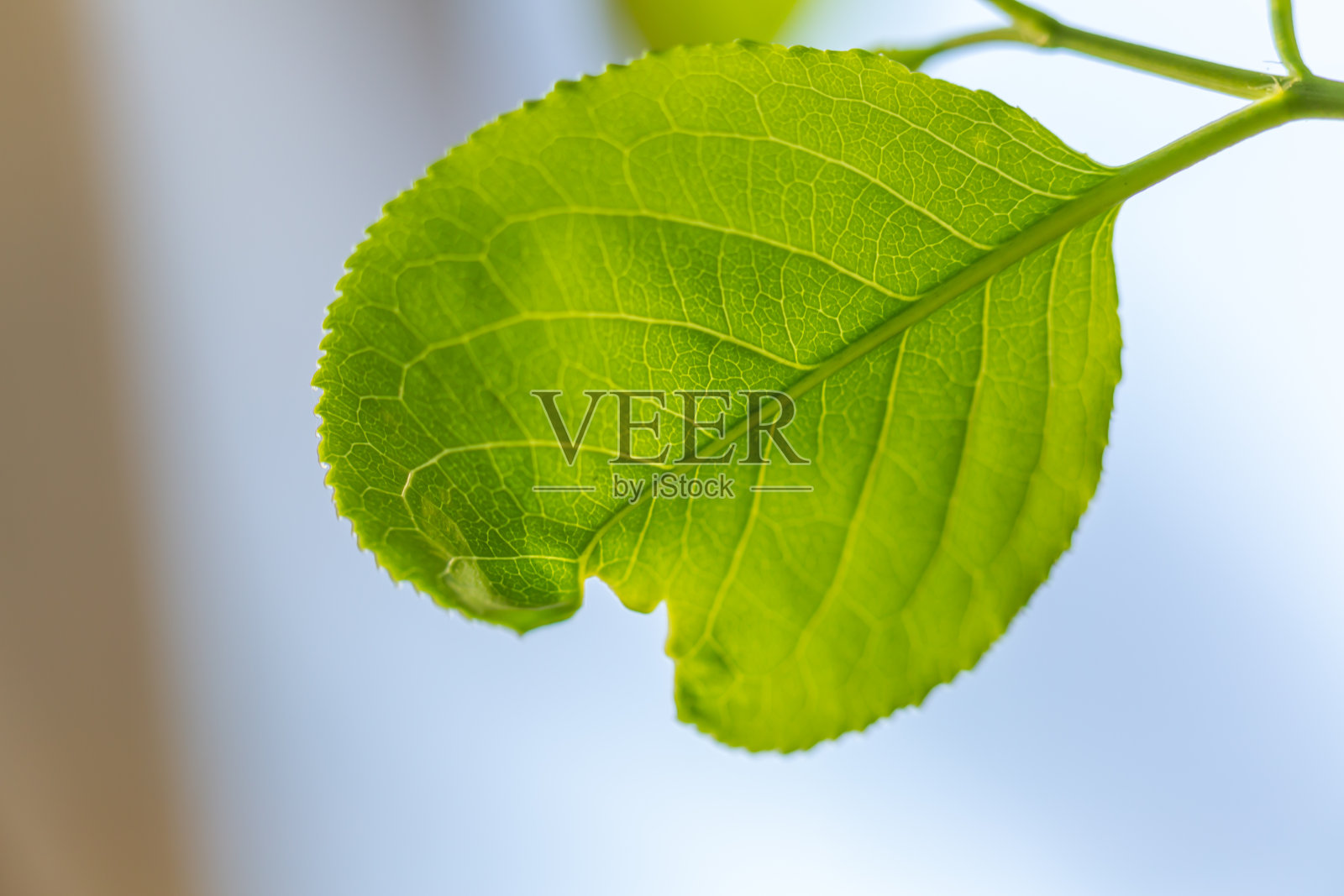 叶照片摄影图片