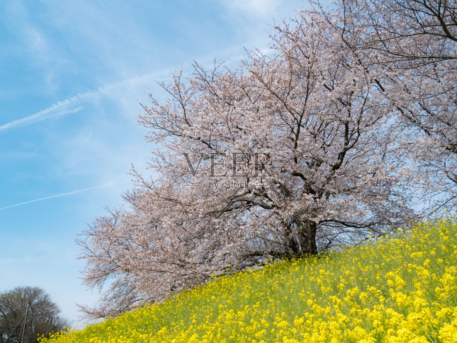 音调河岸边的樱花和油菜花盛开了照片摄影图片