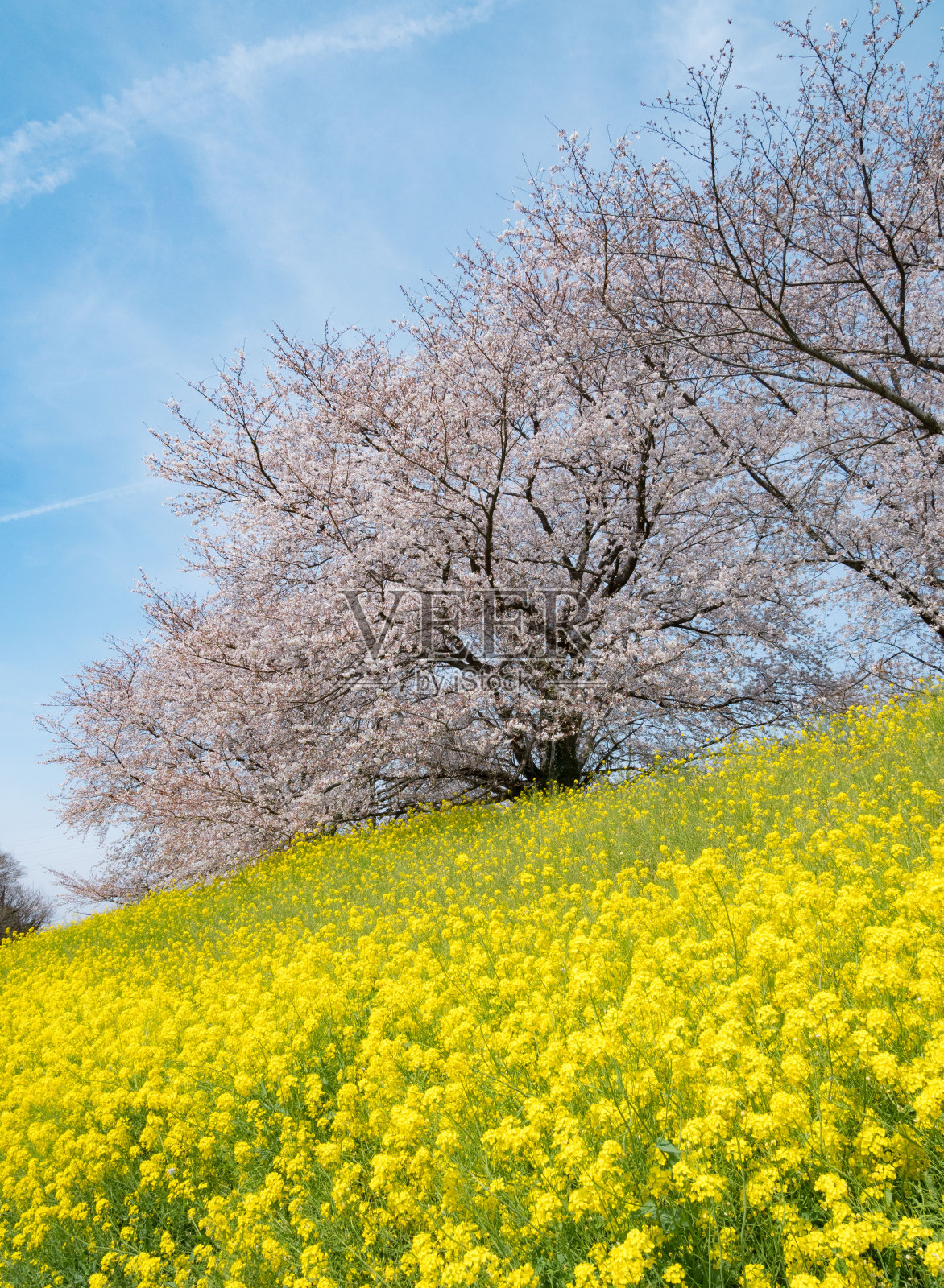音调河岸边的樱花和油菜花盛开了照片摄影图片