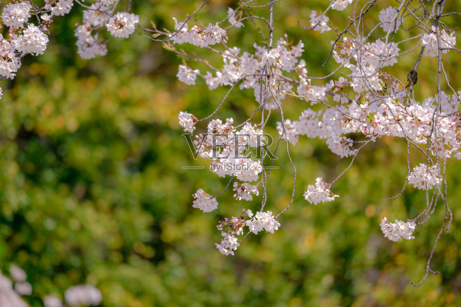 东京千代田区，樱花盛开。照片摄影图片