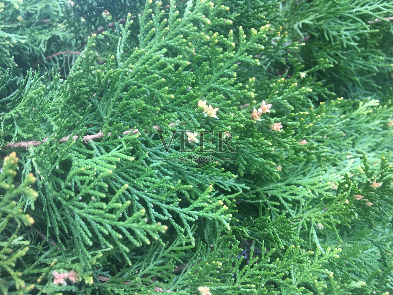 春天开花的灌木上的花照片摄影图片