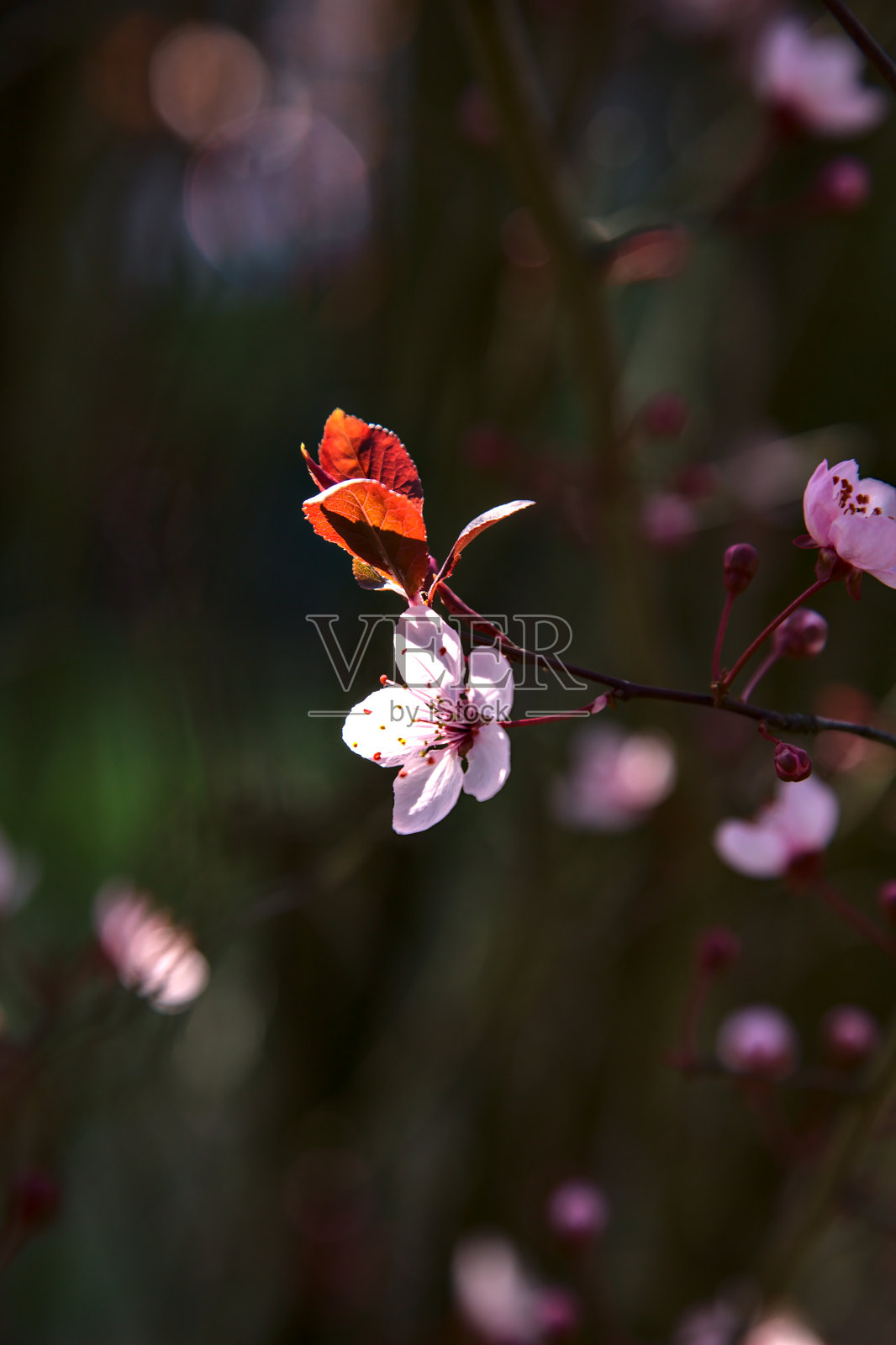 一个盛开的樱花的特写照片摄影图片