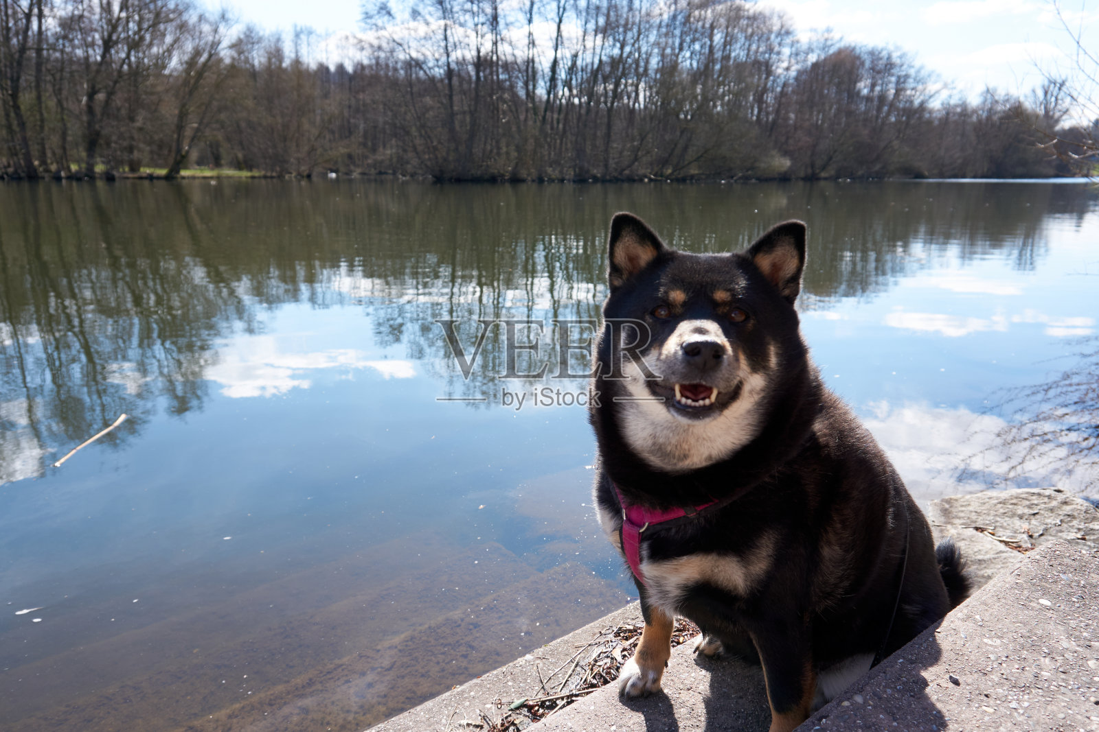 一只漂亮的黑棕相间的柴犬坐在河边照片摄影图片