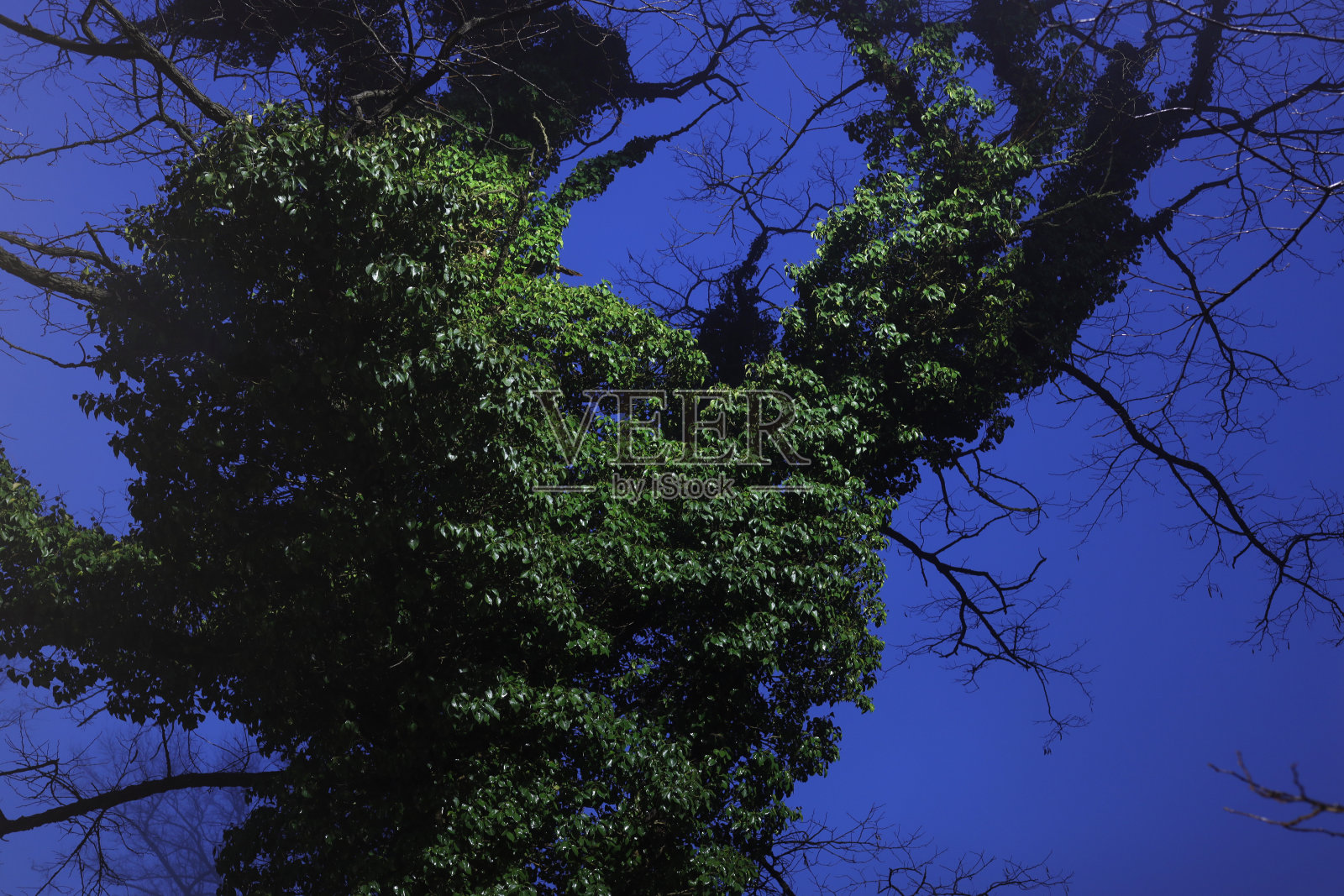 长着绿色藤蔓的树照片摄影图片