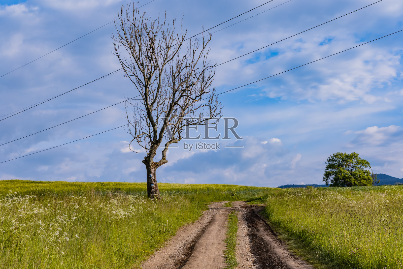 在鲁达威Janowickie有美丽风景的长山小径旁的一棵孤零零的树照片摄影图片