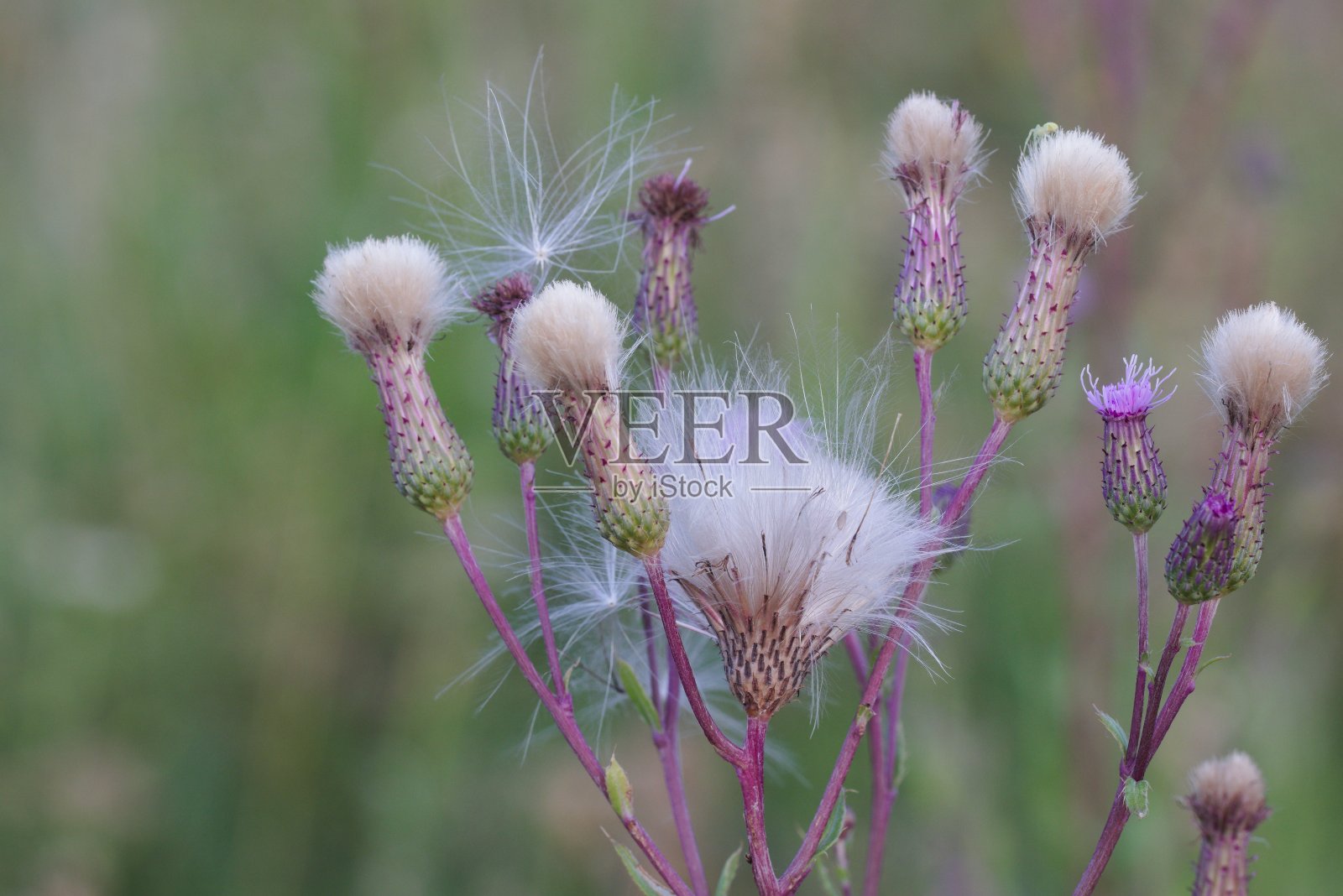 草地上紫色的沼泽蓟花照片摄影图片