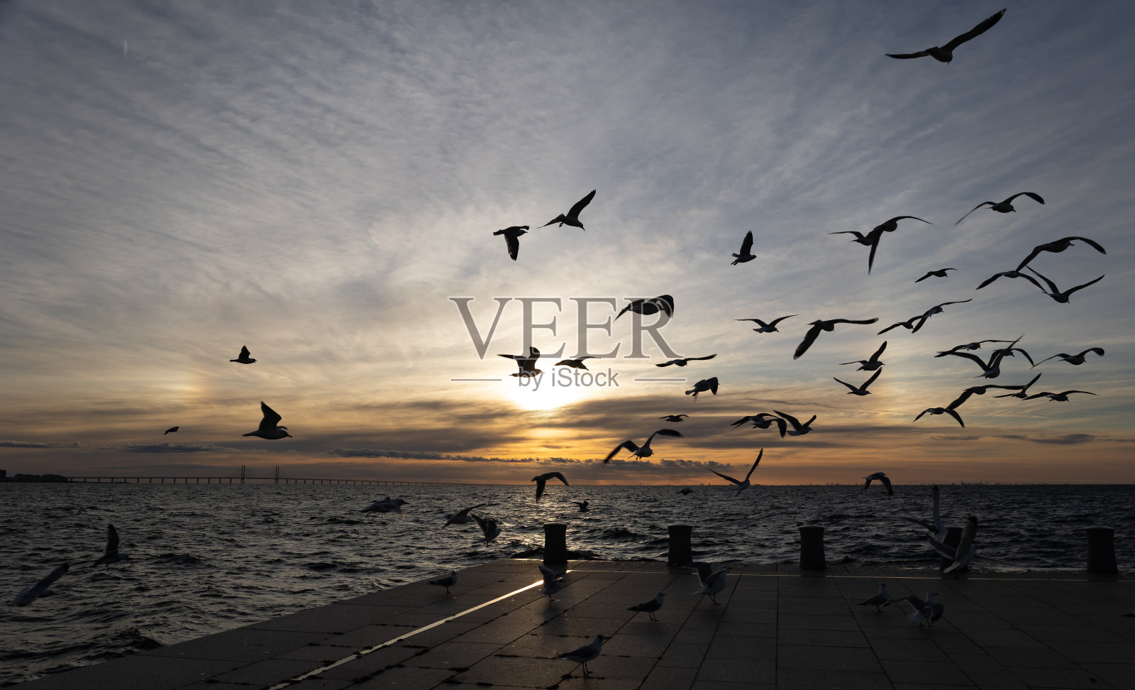 天空上的光环和海鸥在飞翔照片摄影图片