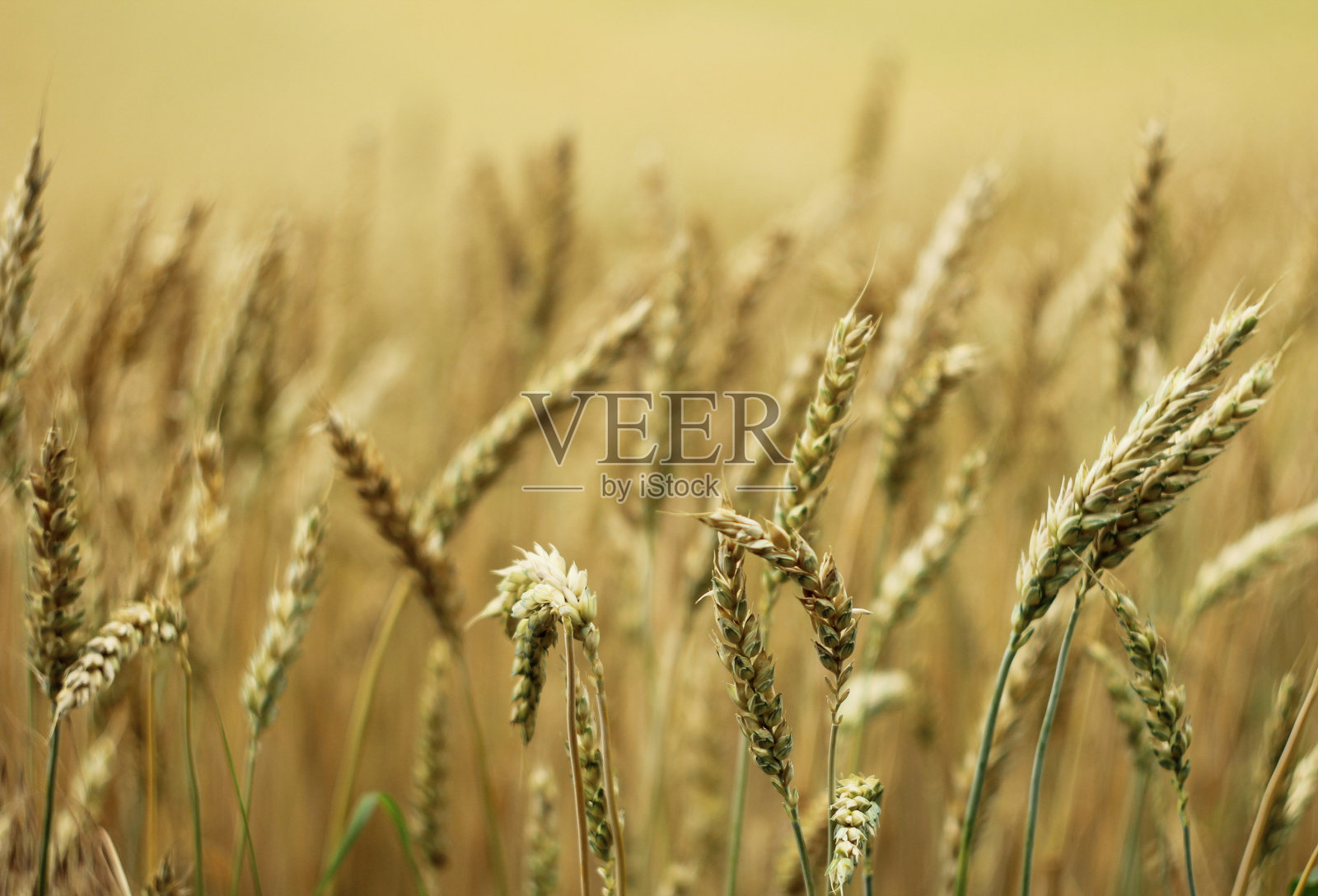 乡间的谷物田照片摄影图片
