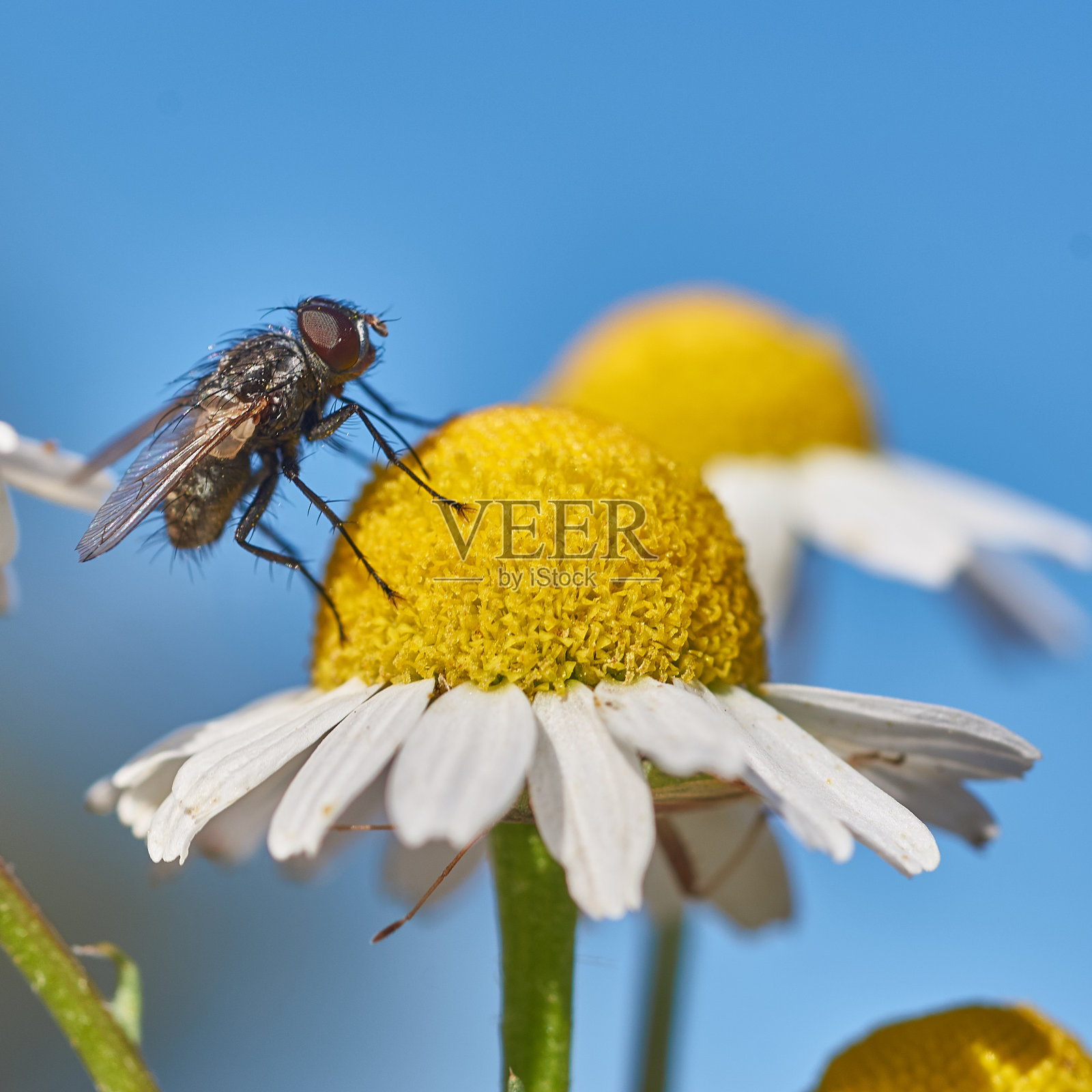一只苍蝇停在雏菊上的微距摄影照片摄影图片