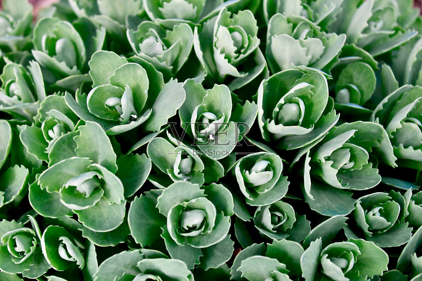 常见的花照片摄影图片