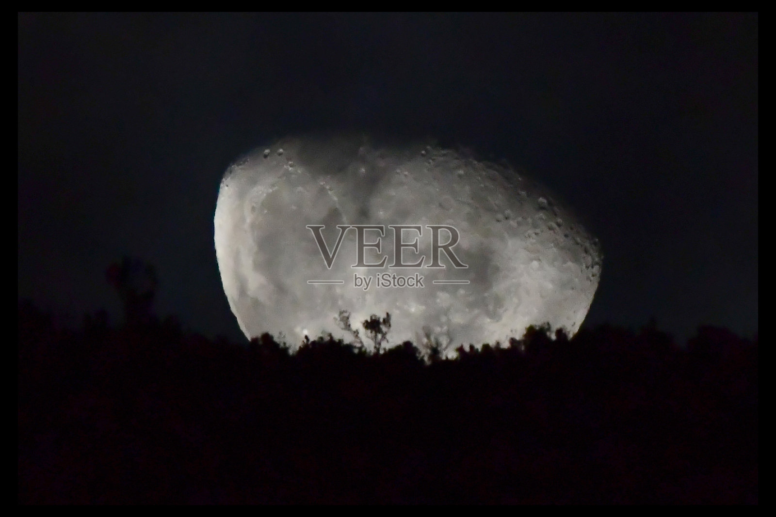 背光的树木照片摄影图片