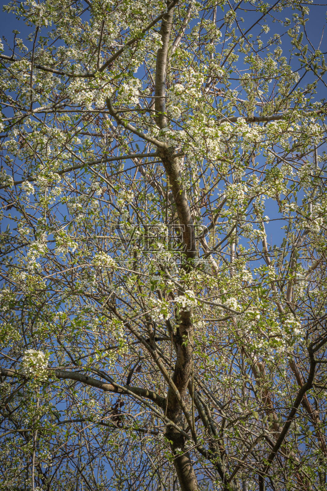 法国，吉纳维耶:仙特兰公园。大自然在春天开花。照片摄影图片