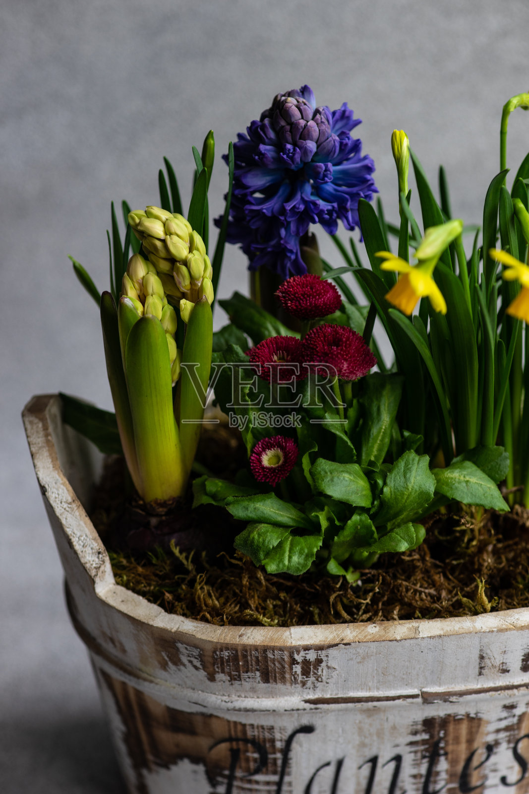 春季花卉室内构图照片摄影图片