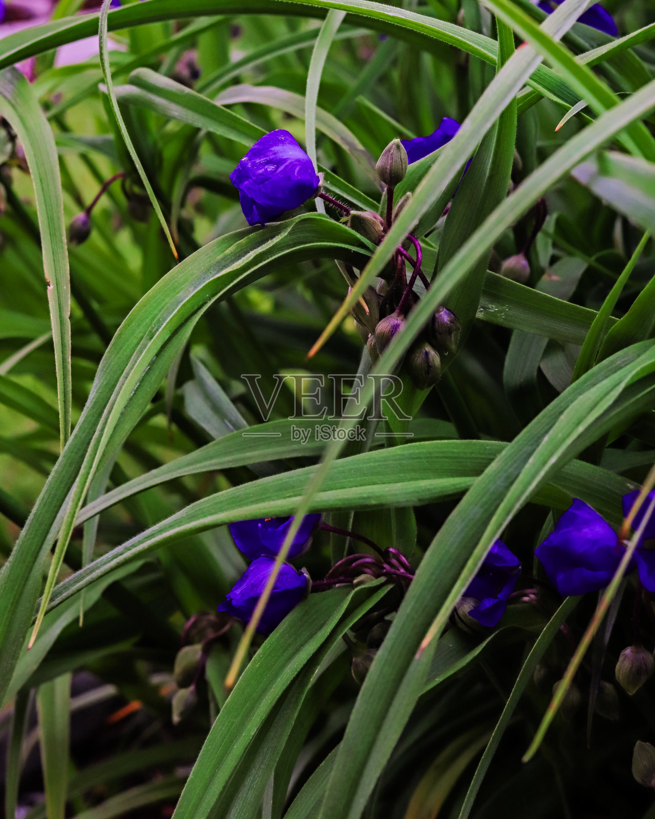 花园里的鸢尾照片摄影图片