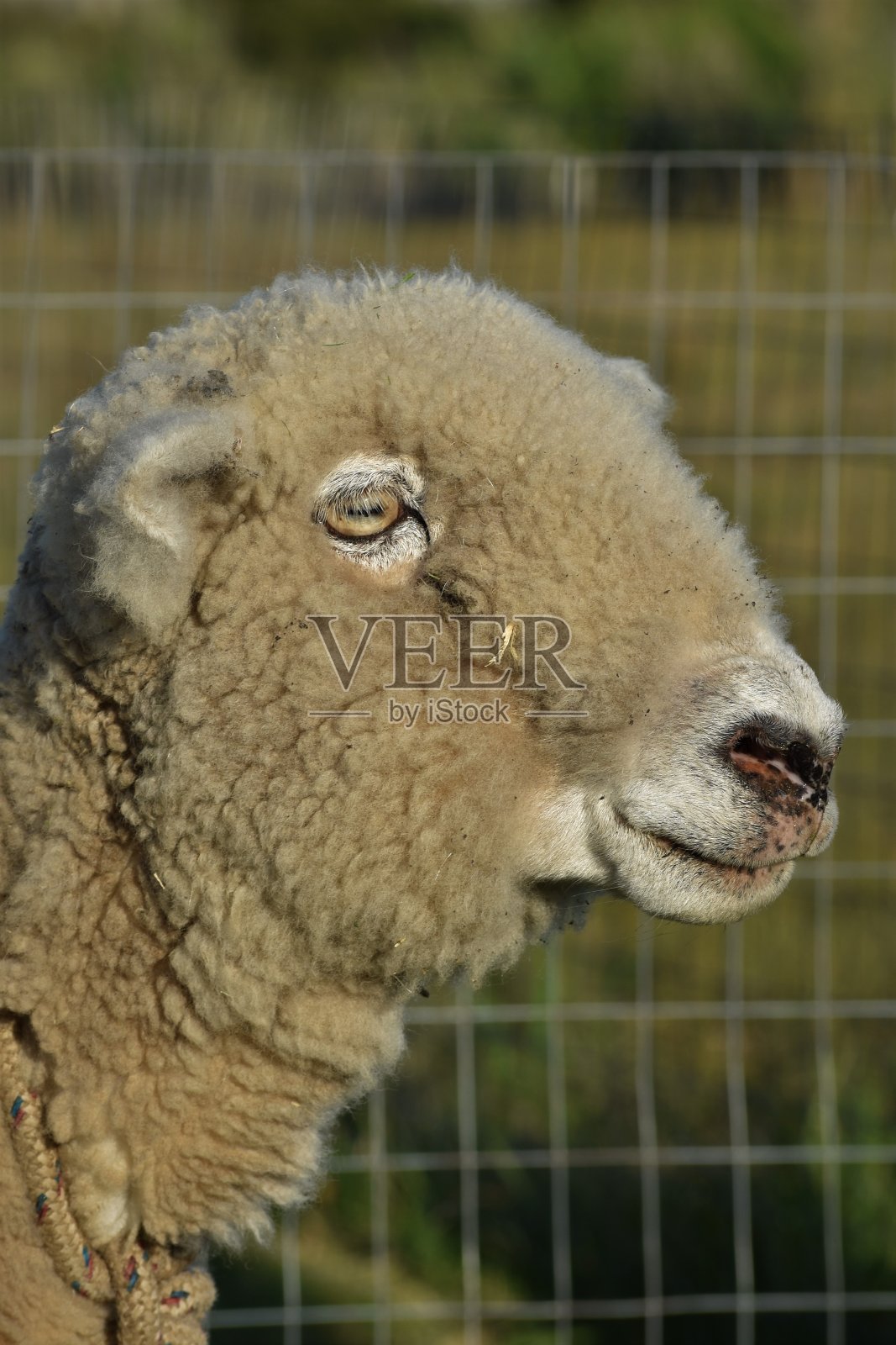 可爱的绵羊特写照片摄影图片