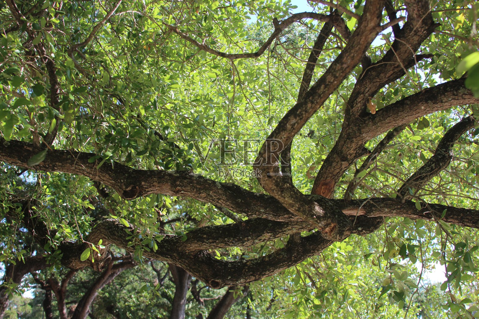 树在天上照片摄影图片