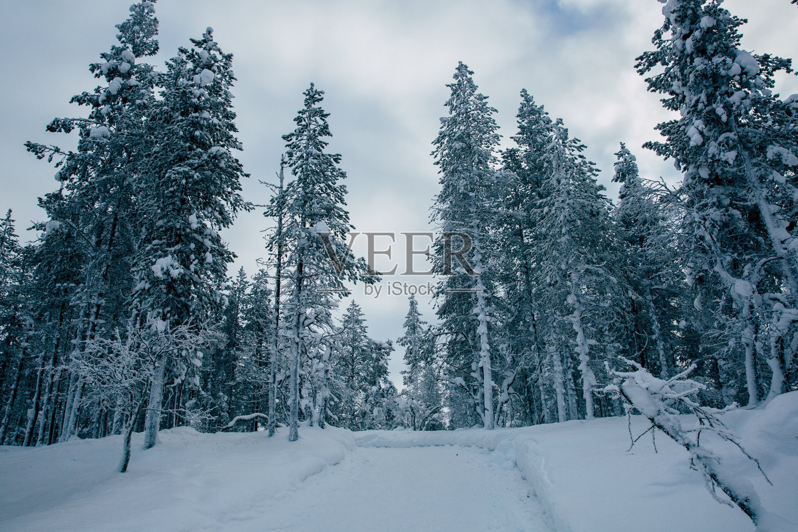 云杉森林覆盖雪在冬季景观照片摄影图片