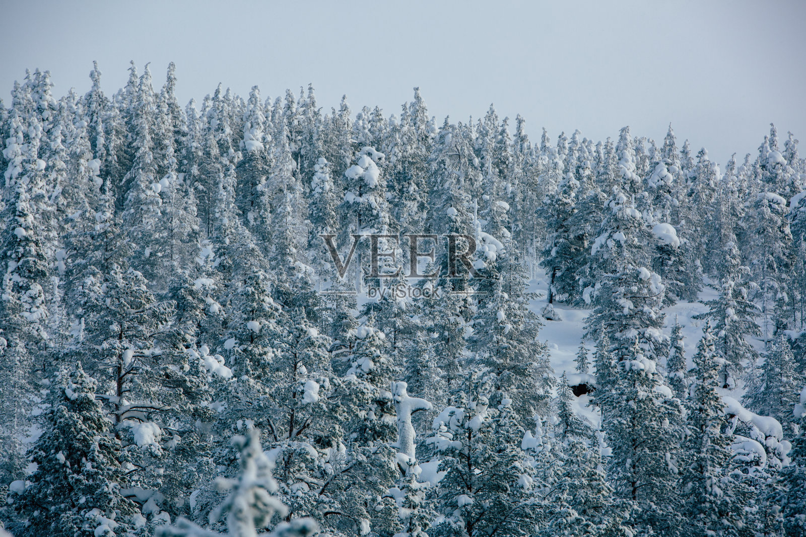 云杉森林覆盖雪在冬季景观照片摄影图片