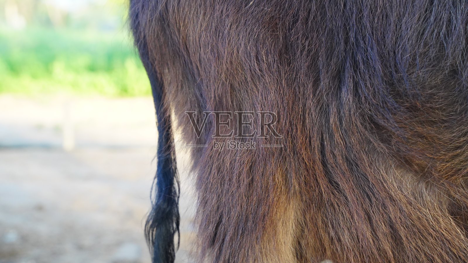 黑色水牛小孩的特写片段。头发有弹性的布法罗小山羊。背景头发图案特写。照片摄影图片