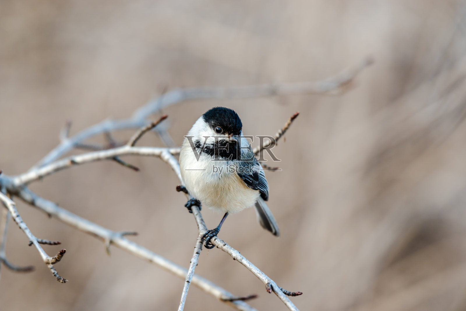 城市公园里的柳树山雀照片摄影图片