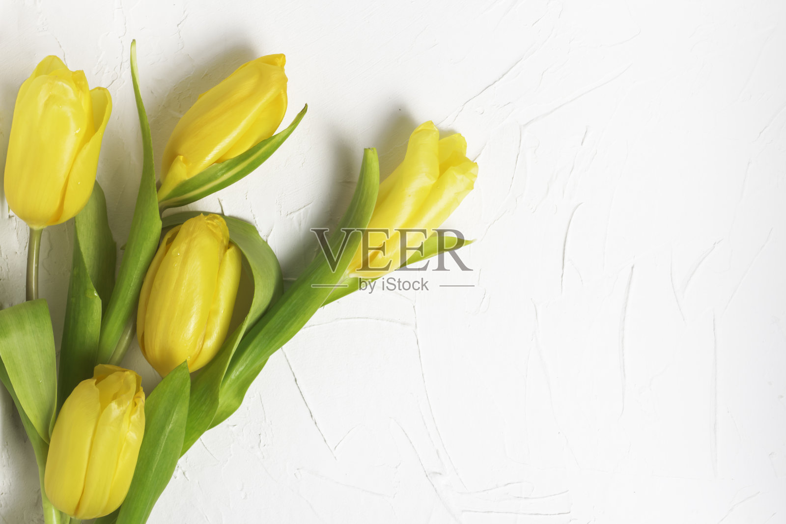 黄色郁金香在白色纹理背景与自由文本空间照片摄影图片