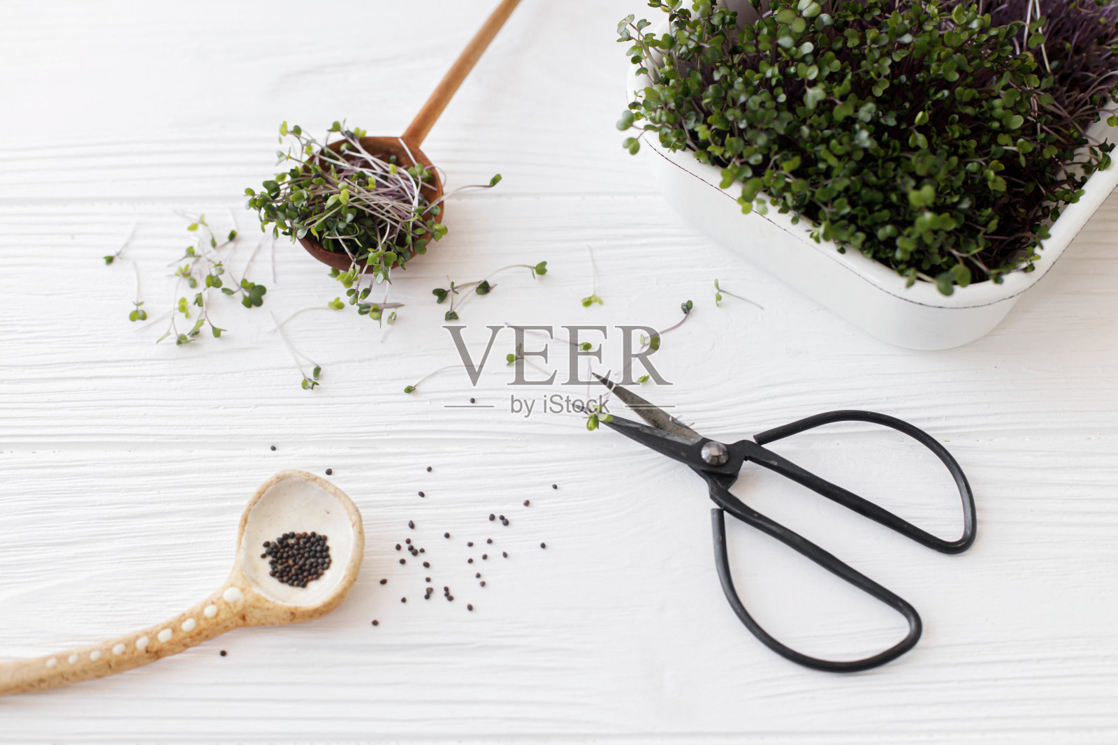 新鲜的红甘蓝芽，勺子，种子，剪刀放在白色的木头上。在家里种植微型蔬菜照片摄影图片