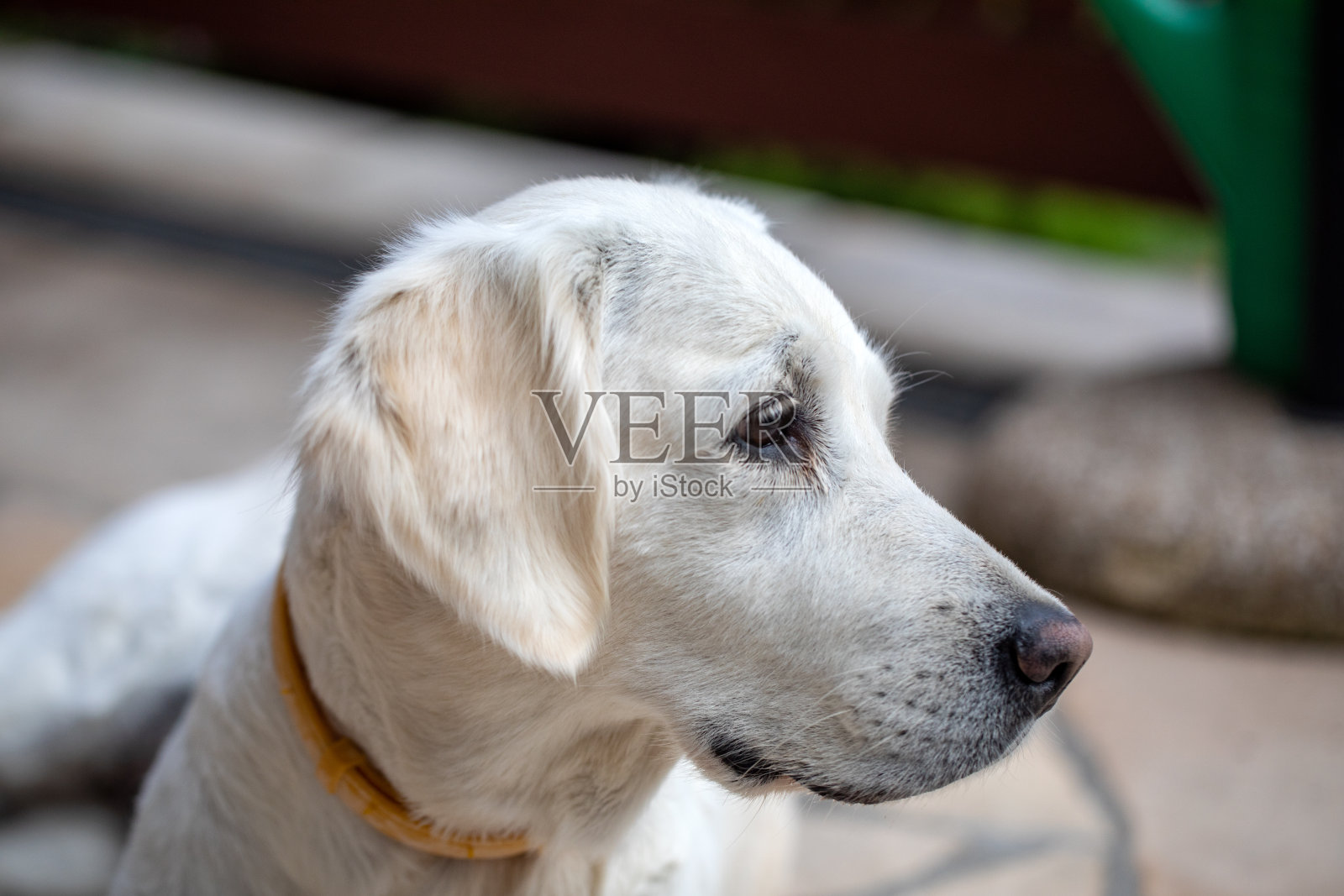 美丽的金毛猎犬在花园的石头平台上照片摄影图片