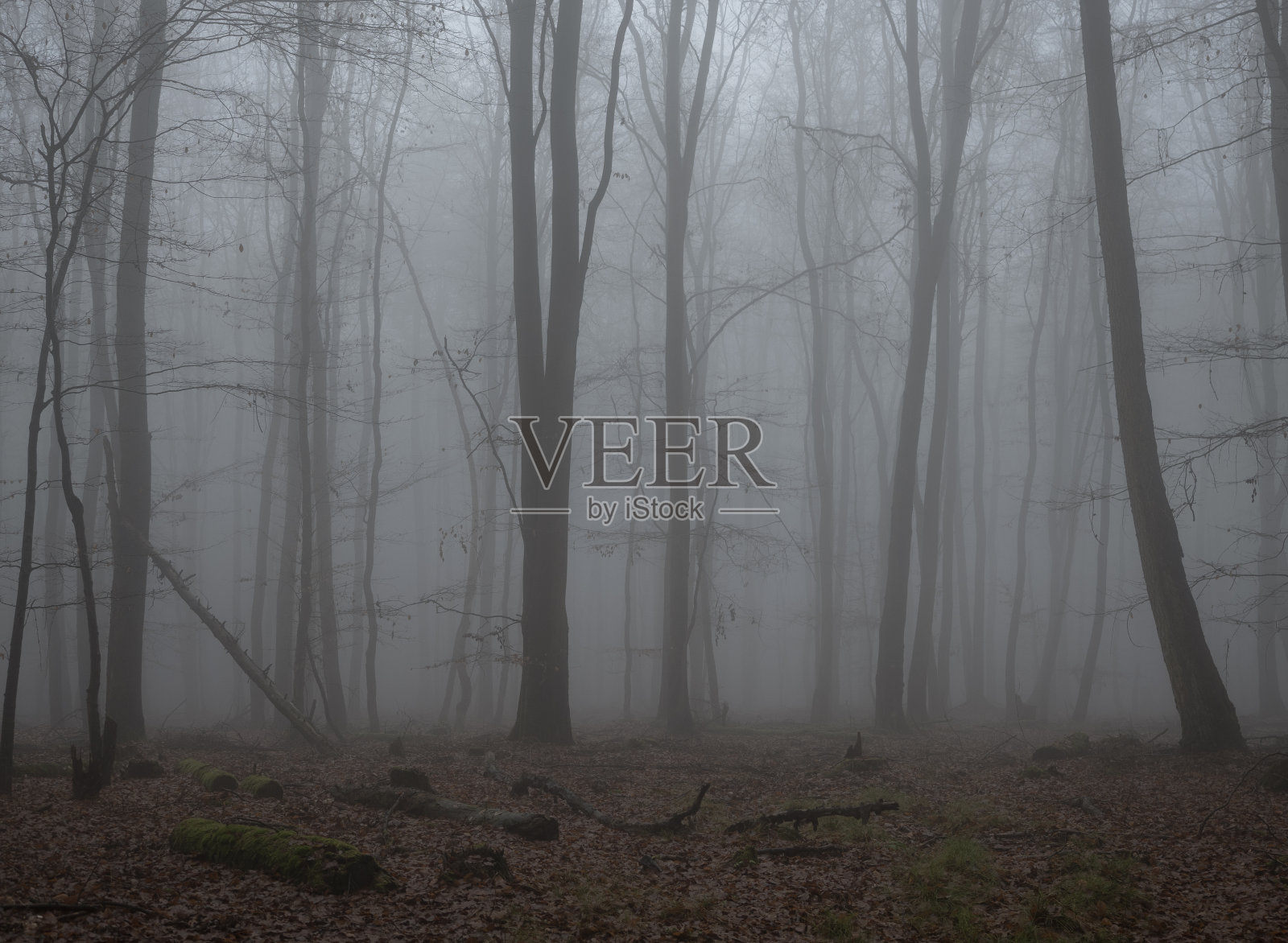 一幅雾中树木的美丽图画照片摄影图片