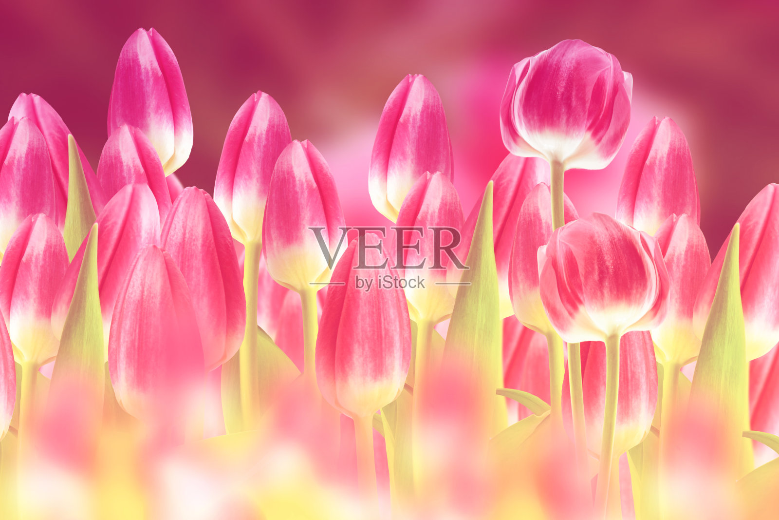 鲜艳多彩的春天郁金香花。照片摄影图片