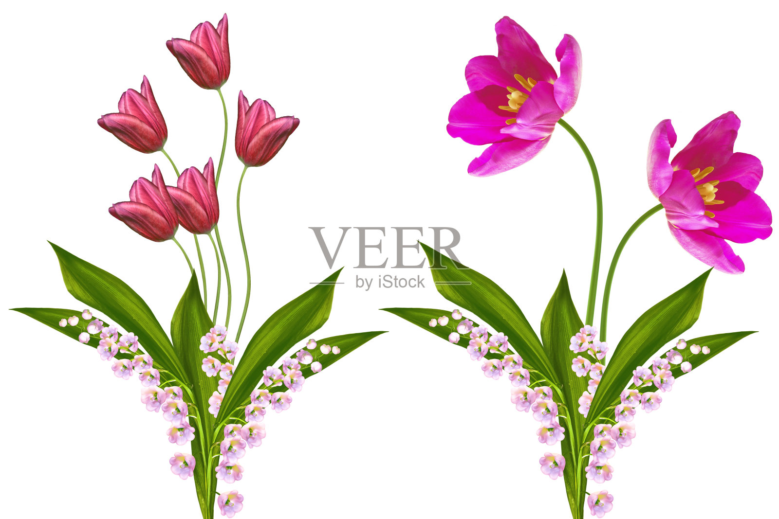 春天的花山谷百合，郁金香照片摄影图片