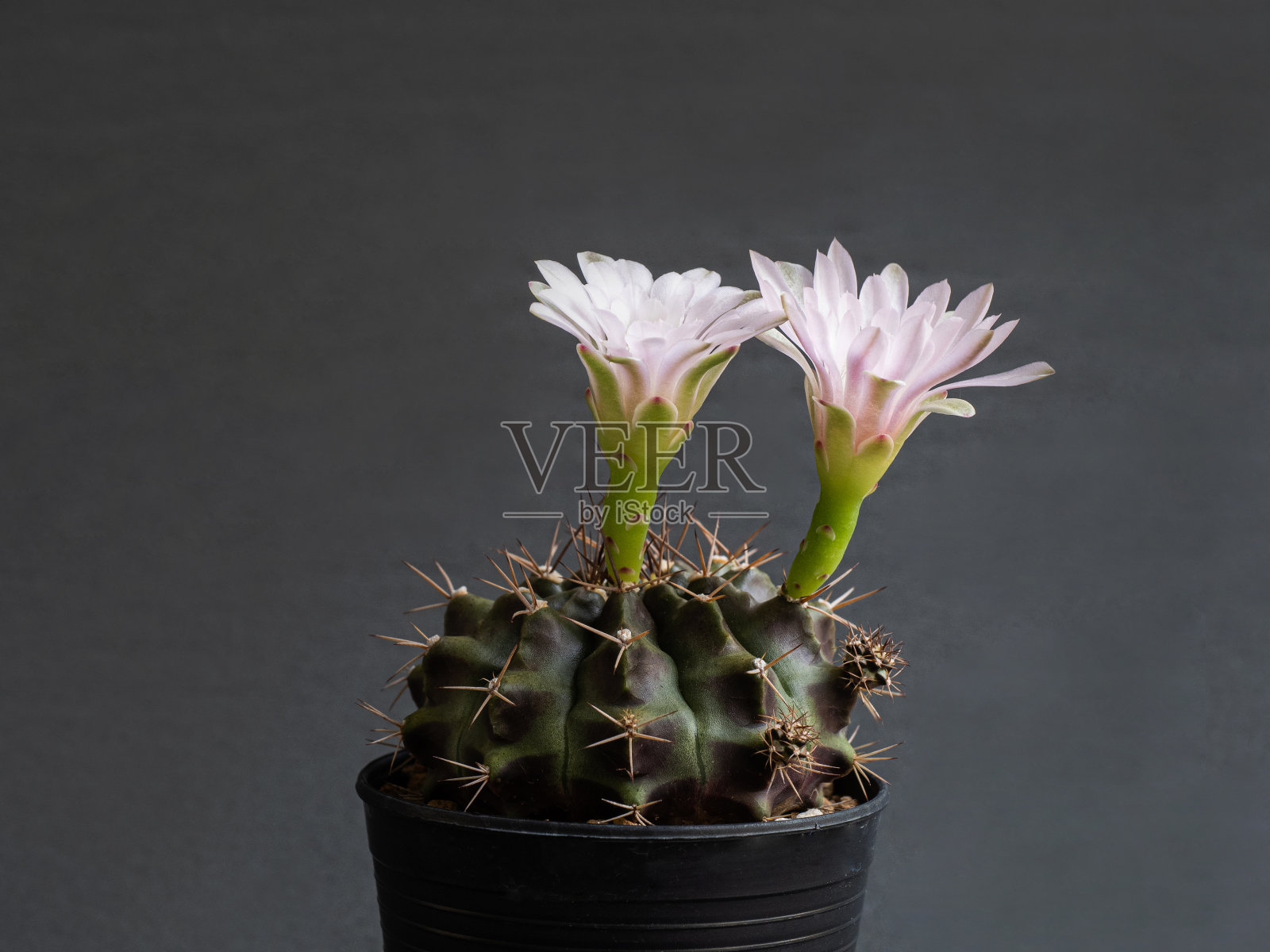 仙人掌花淡粉色，鲜艳的仙人掌花盛开照片摄影图片