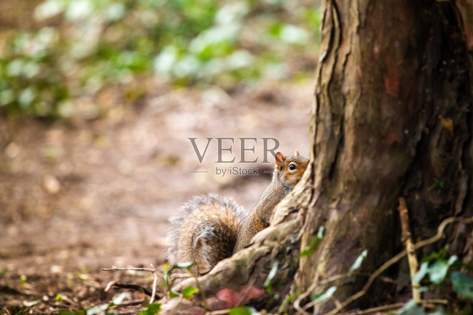 东部灰松鼠在树的底部照片摄影图片