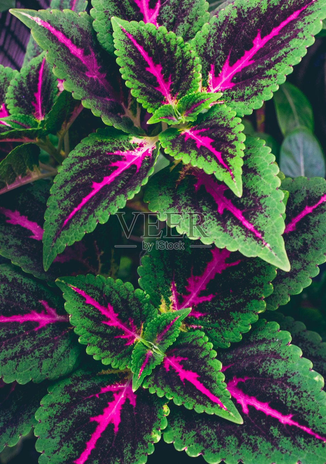 Coelus花盛开的春天季节照片摄影图片