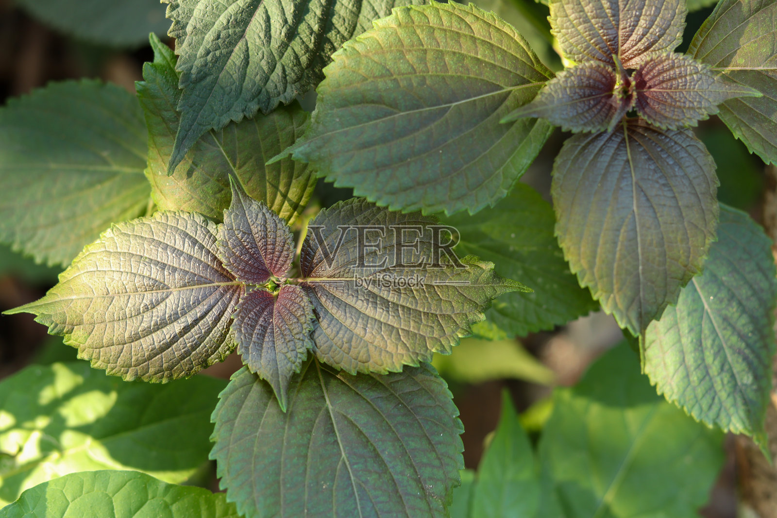 紫苏照片摄影图片