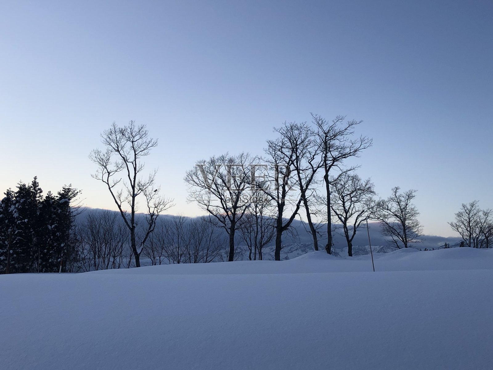 雪景中的树木照片摄影图片
