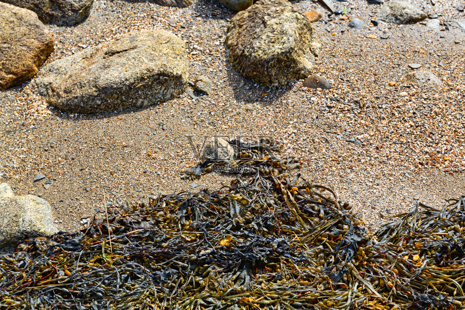 缅因州海岸线上的岩石和海藻照片摄影图片