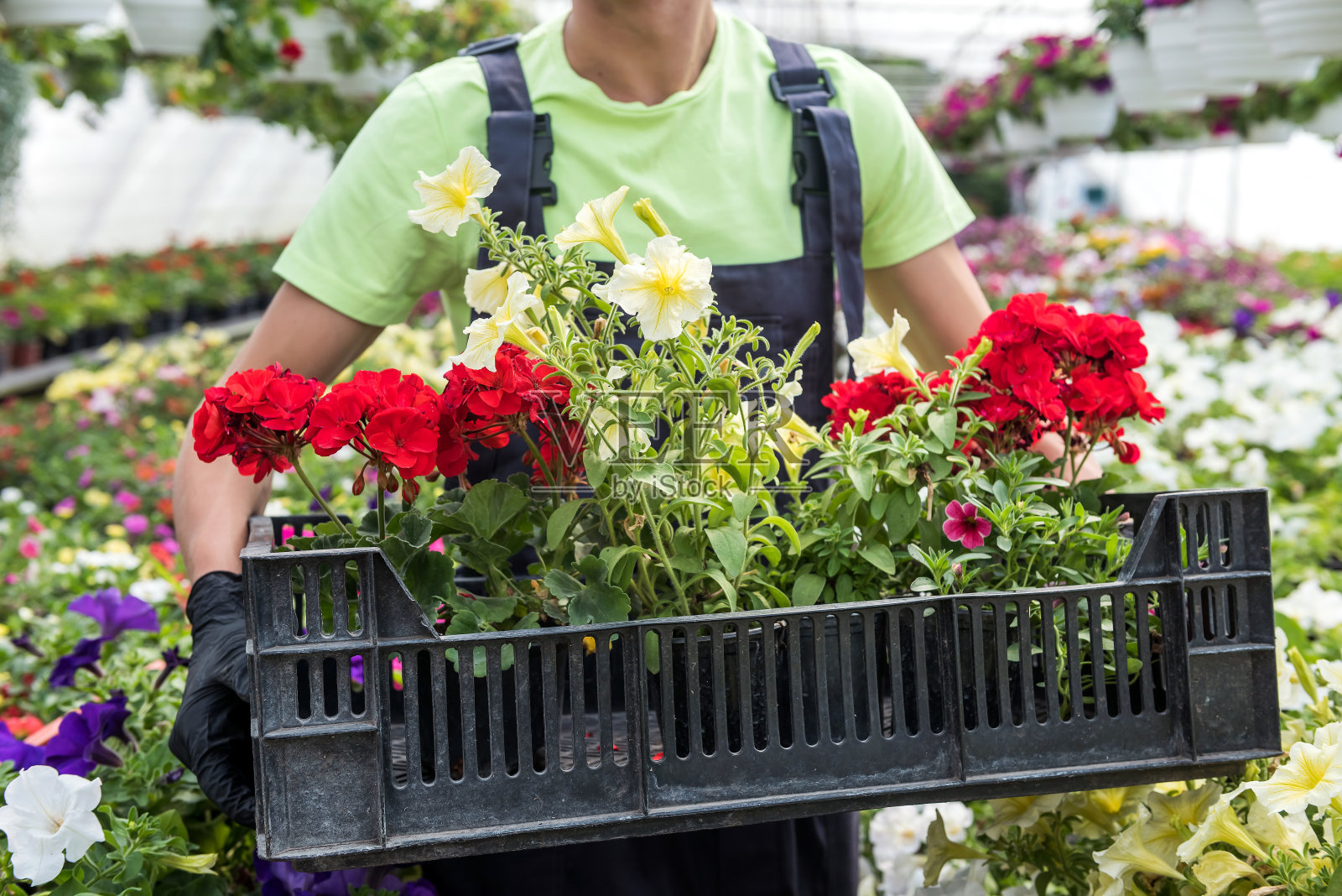 双手戴着黑手套，在温室里照料彩色的花照片摄影图片