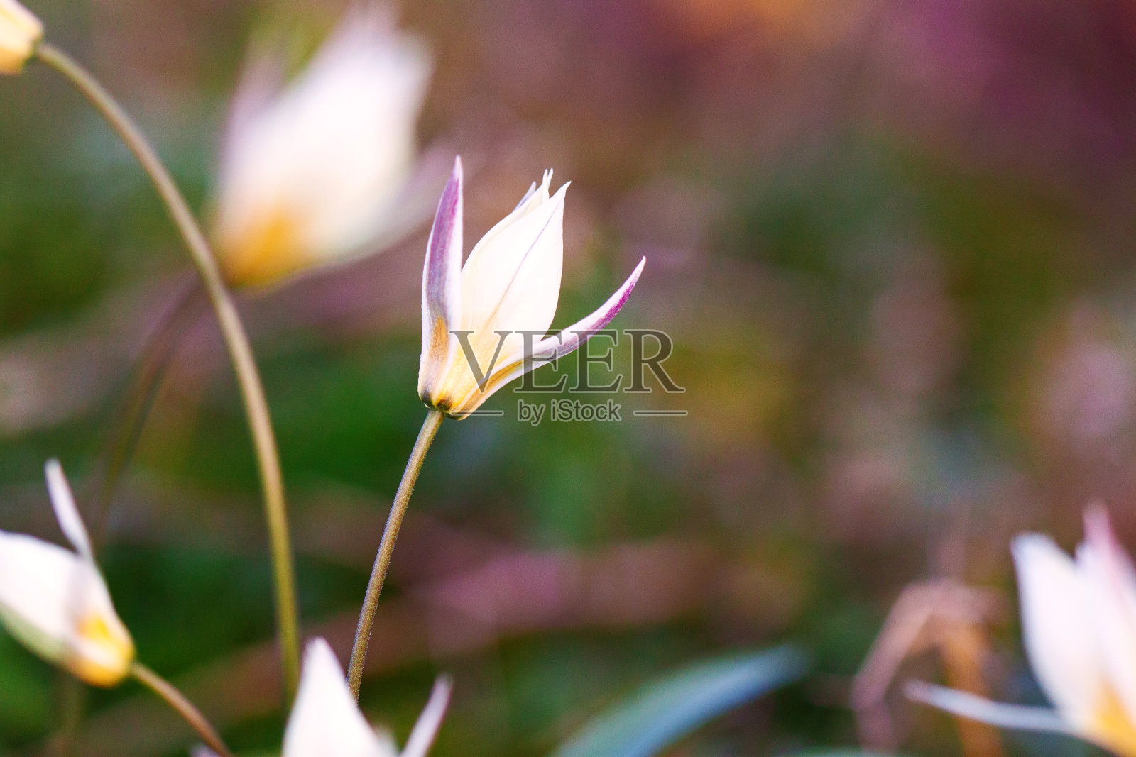 春天的花，近距离的单瓣丹毒或黄花百合，和其他散焦背景照片摄影图片