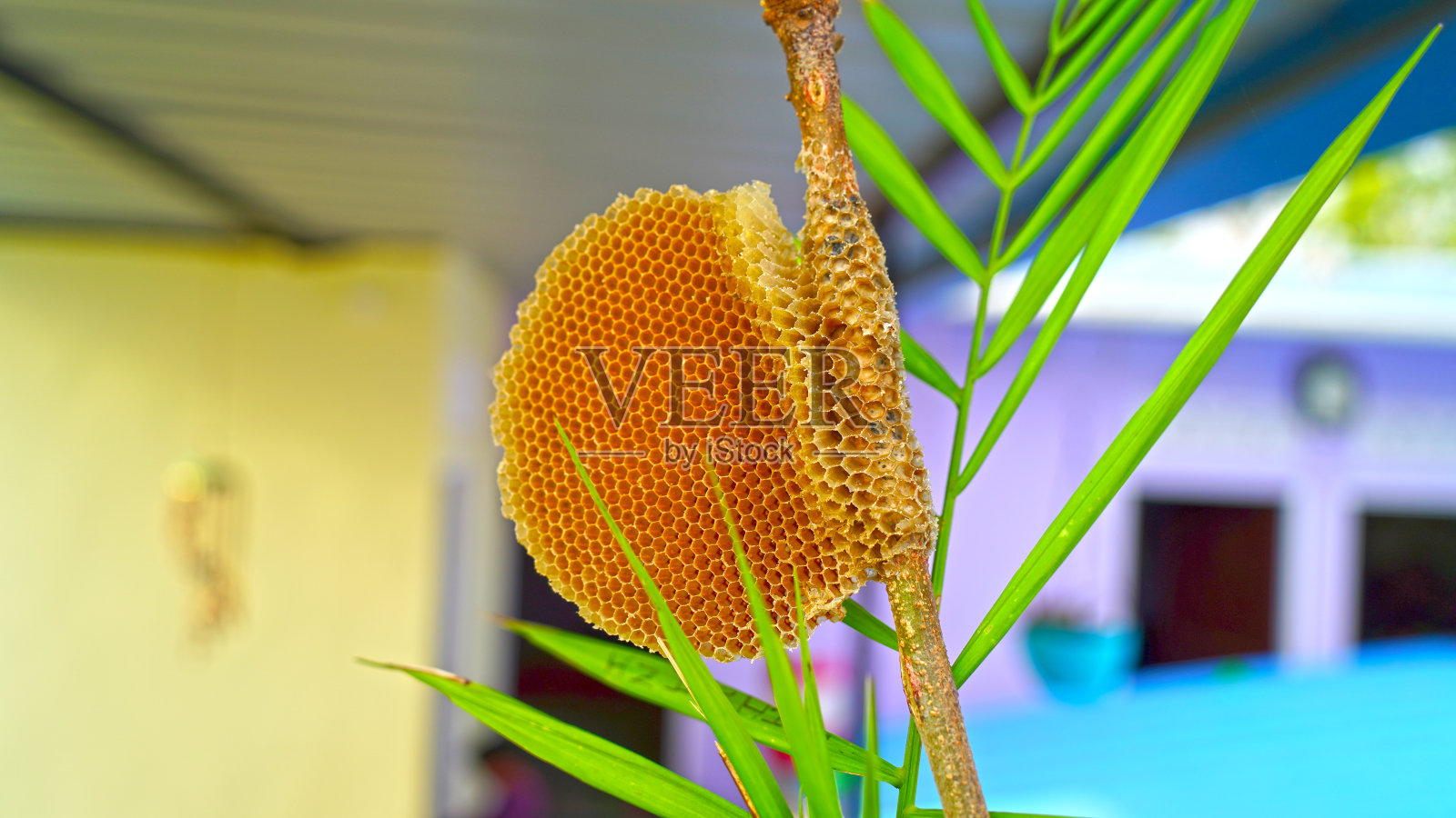 有选择的集中在一个黄色的蜂窝挂在树枝上。黄色蜂箱与纯有机蜂蜜。蜂巢上没有蜜蜂。照片摄影图片