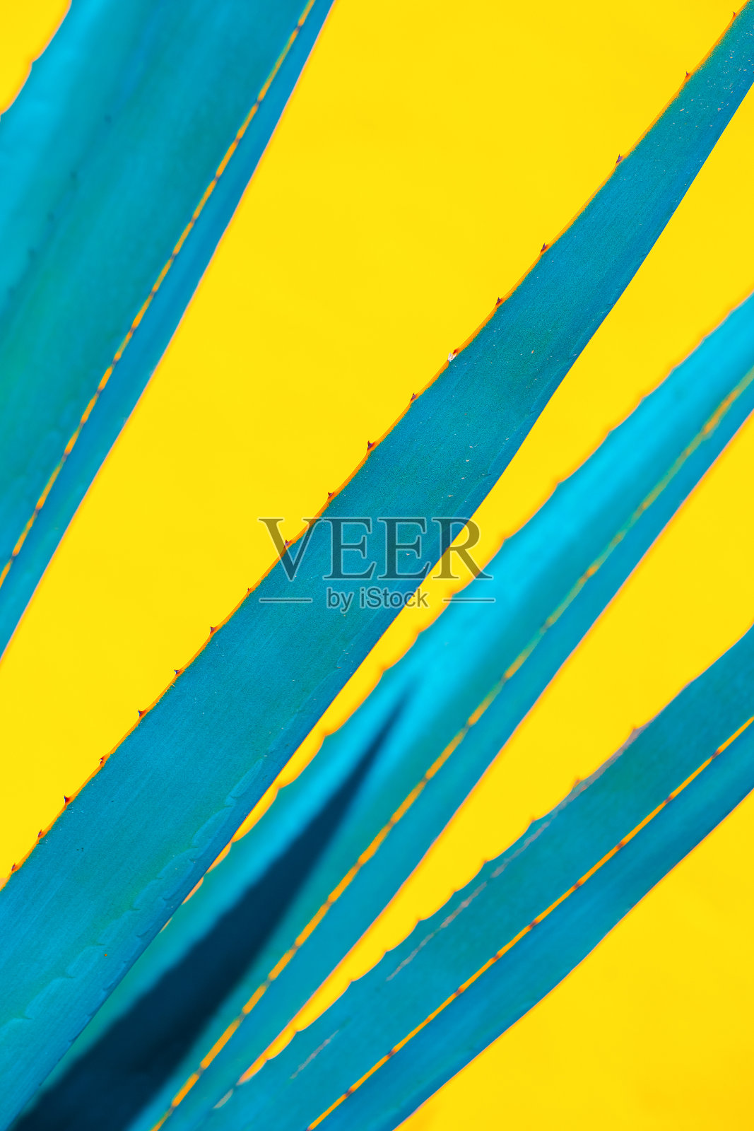 植物时尚绿色简约墙纸。黄色墙壁背景上的芦荟。热带的设计。加那利群岛照片摄影图片