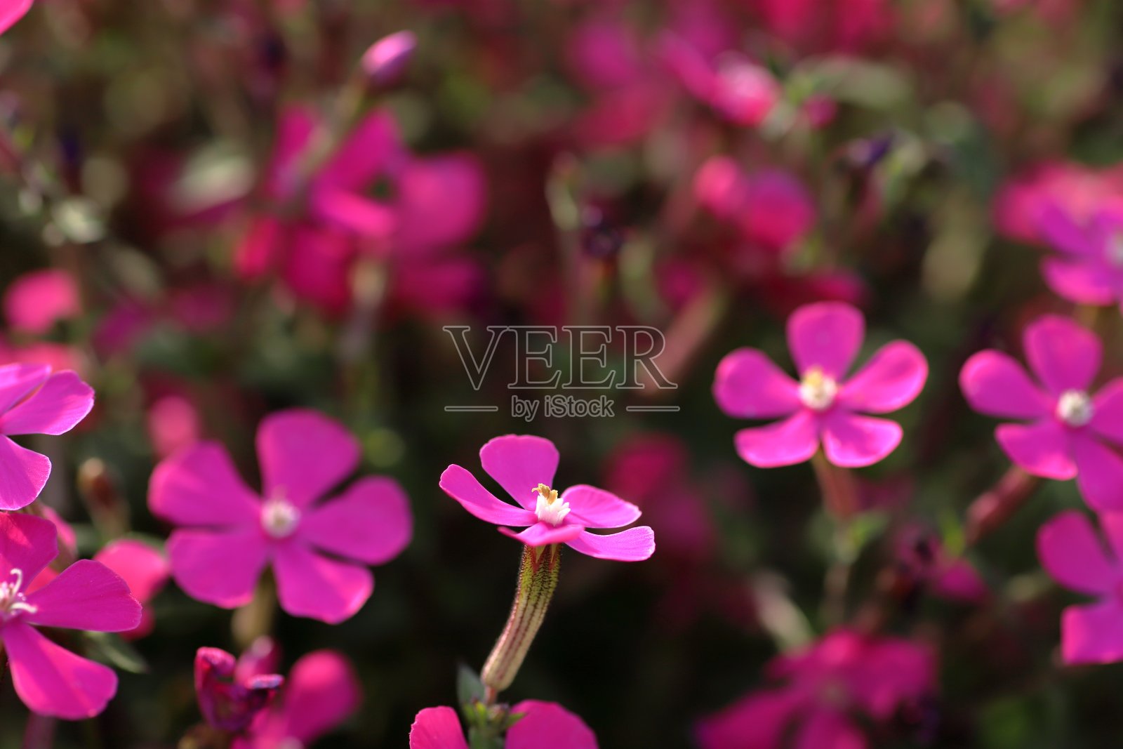 报春花科市照片摄影图片